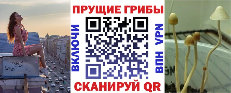 наркотики  Верхний Уфалей  Галлюциногенные грибы Psilocybine cubensis 